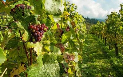 VitiMeteo – Decision Support für den Weinbau